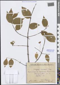 Euonymus verrucosus Scop., Eastern Europe, Central forest-and-steppe region (E6) (Russia)