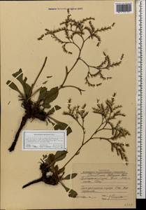 Goniolimon tataricum (L.) Boiss., Caucasus, Krasnodar Krai & Adygea (K1a) (Russia)