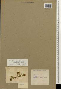 Neotorularia contortuplicata (Stephan) Hedge & J. Léonard, Caucasus, Azerbaijan (K6) (Azerbaijan)