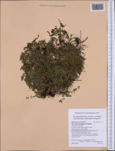 Thymus praecox subsp. polytrichus (A.Kern. ex Borbás) Jalas, Western Europe (EUR) (United Kingdom)