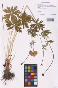 Trollius europaeus L., Eastern Europe, Central region (E4) (Russia)