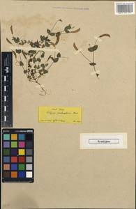 Lathyrus aphaca L., South Asia, South Asia (Asia outside ex-Soviet states and Mongolia) (ASIA) (Turkey)