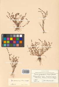 Juncus ranarius Songeon & E. P. Perrier, Siberia, Russian Far East (S6) (Russia)