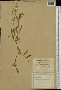 Lathyrus palustris L., Eastern Europe, Latvia (E2b) (Latvia)