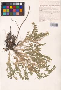 Astragalus rupifragus Pall., Eastern Europe, Lower Volga region (E9) (Russia)