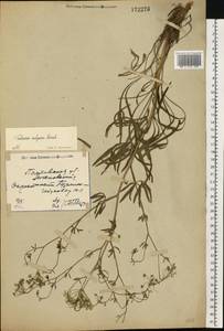 Falcaria vulgaris Bernh., Eastern Europe, North Ukrainian region (E11) (Ukraine)