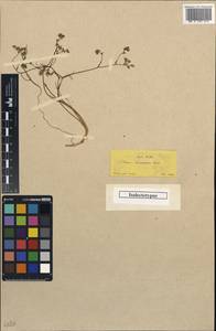 Bunium microcarpum subsp. microcarpum, South Asia, South Asia (Asia outside ex-Soviet states and Mongolia) (ASIA) (Turkey)