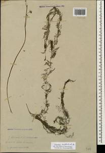 Utricularia ×australis R. Br., Caucasus, Azerbaijan (K6) (Azerbaijan)
