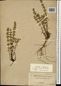 Sideritis montana subsp. montana, Caucasus (no precise locality) (K0)