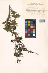 Lonicera nigra L., Eastern Europe, West Ukrainian region (E13) (Ukraine)