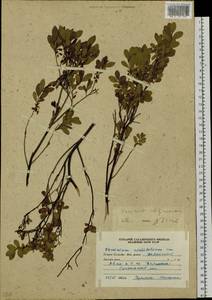 Vaccinium uliginosum L., Siberia, Russian Far East (S6) (Russia)