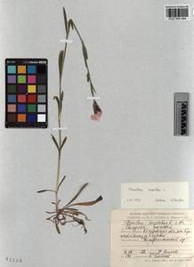 KUZ 004 444, Dianthus superbus L., Siberia, Altai & Sayany Mountains (S2) (Russia)