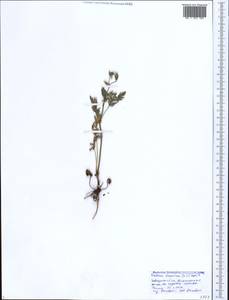 Erodium ciconium, Caucasus, Black Sea Shore (from Novorossiysk to Adler) (K3) (Russia)