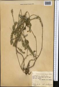 Scutellaria comosa Juz., Middle Asia, Pamir & Pamiro-Alai (M2) (Kyrgyzstan)