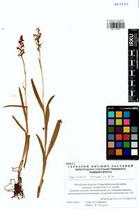 Gymnadenia conopsea (L.) R.Br., Siberia, Baikal & Transbaikal region (S4) (Russia)