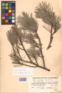 Pinus densiflora Siebold & Zucc., Siberia, Russian Far East (S6) (Russia)