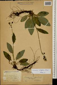 Hieracium lachenalii subsp. cruentifolium (Dahlst. & Lübeck ex Dahlst.) Zahn, Caucasus, Stavropol Krai, Karachay-Cherkessia & Kabardino-Balkaria (K1b) (Russia)