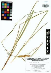 Carex vesicaria L., Siberia, Baikal & Transbaikal region (S4) (Russia)