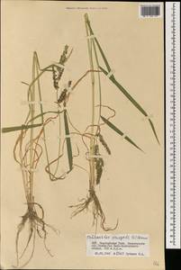 Echinochloa crus-galli (L.) P.Beauv., Mongolia (MONG) (Mongolia)