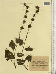 Salvia verticillata L., Eastern Europe, Moscow region (E4a) (Russia)