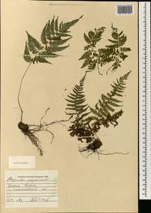 Deparia japonica (Thunb.) M. Kato, South Asia, South Asia (Asia outside ex-Soviet states and Mongolia) (ASIA) (Japan)