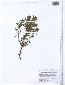Dracocephalum olchonense Peschkova, Siberia, Baikal & Transbaikal region (S4) (Russia)