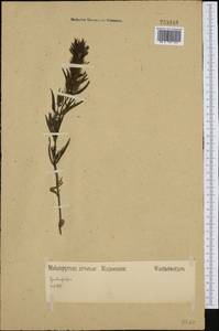 Melampyrum arvense L., Western Europe (EUR) (Germany)