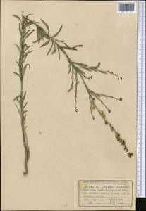 Linaria popovii Kuprian., Middle Asia, Western Tian Shan & Karatau (M3) (Uzbekistan)