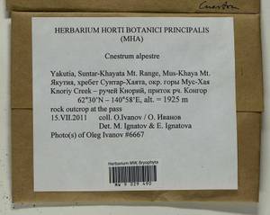 Cnestrum alpestre (Wahlenb.) Nyholm, Bryophytes, Bryophytes - Yakutia (B19) (Russia)