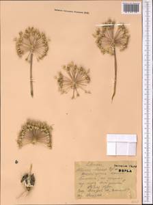 Allium iliense Regel, Middle Asia, Muyunkumy, Balkhash & Betpak-Dala (M9) (Kazakhstan)