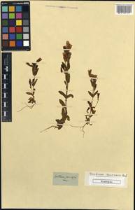 Gentianella caucasea (Loddiges ex Sims) J. Holub, Caucasus (no precise locality) (K0) (Not classified)
