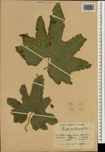 Luffa acutangula (L.) Roxb., South Asia, South Asia (Asia outside ex-Soviet states and Mongolia) (ASIA) (China)