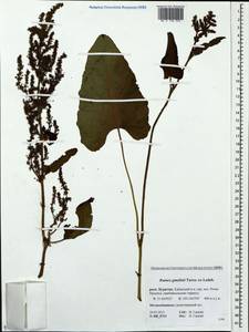 Rumex gmelinii Turcz., Siberia, Baikal & Transbaikal region (S4) (Russia)