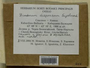 Dicranum dispersum Engelmark, Bryophytes, Bryophytes - North Caucasus & Ciscaucasia (B12) (Russia)