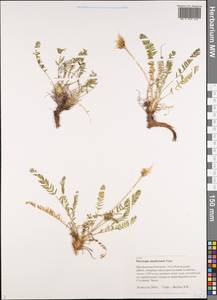 Oxytropis middendorffii subsp. anadyrensis (Vassilcz.)Jurtzev, Siberia, Chukotka & Kamchatka (S7) (Russia)