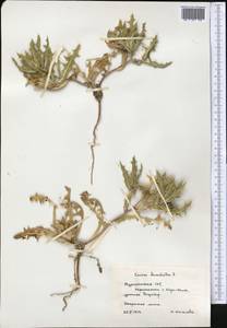 Centaurea benedicta (L.) L., Middle Asia, Kopet Dag, Badkhyz, Small & Great Balkhan (M1) (Turkmenistan)