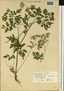 Chaerophyllum temulum L., Eastern Europe, South Ukrainian region (E12) (Ukraine)