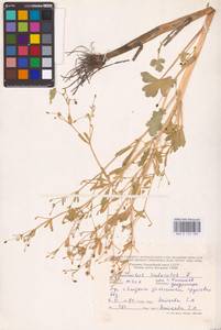 Ranunculus sceleratus L., Eastern Europe, Moldova (E13a) (Moldova)