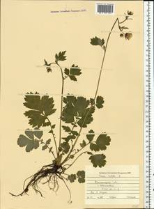 Geum rivale L., Eastern Europe, South Ukrainian region (E12) (Ukraine)