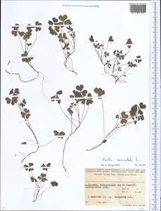 Oxalis corniculata L., Middle Asia, Pamir & Pamiro-Alai (M2) (Tajikistan)