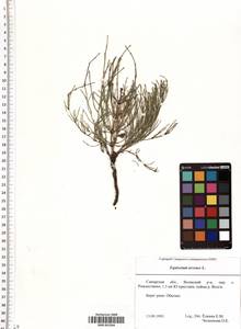 SMR001564, Equisetum arvense L., Eastern Europe, Middle Volga region (E8) (Russia)