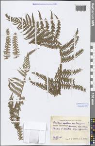 Pteridium aquilinum (L.) Kuhn, South Asia, South Asia (Asia outside ex-Soviet states and Mongolia) (ASIA) (China)