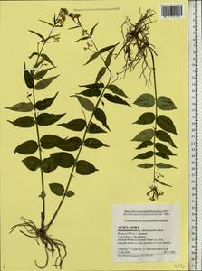 Vincetoxicum hirundinaria Medik., Eastern Europe, Central forest-and-steppe region (E6) (Russia)