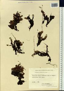 Saxifraga bronchialis subsp. bronchialis, Siberia, Yakutia (S5) (Russia)