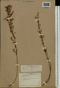 Hypericum elegans Steph. ex Willd., Eastern Europe, North Ukrainian region (E11) (Ukraine)