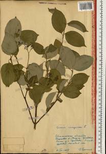 Cornus sanguinea subsp. sanguinea, Eastern Europe, South Ukrainian region (E12) (Ukraine)