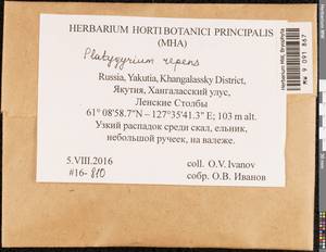 Platygyrium repens (Brid.) Schimp., Bryophytes, Bryophytes - Yakutia (B19) (Russia)