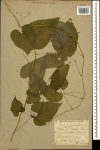 Dioscorea communis (L.) Caddick & Wilkin, Caucasus, Krasnodar Krai & Adygea (K1a) (Russia)