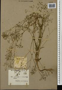 Gypsophila elegans M. Bieb., Caucasus, Armenia (K5) (Armenia)