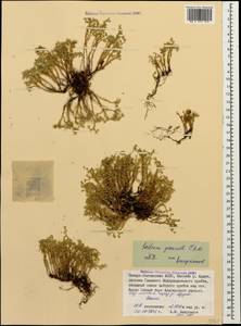 Sedum gracile C. A. Mey., Caucasus, North Ossetia, Ingushetia & Chechnya (K1c) (Russia)